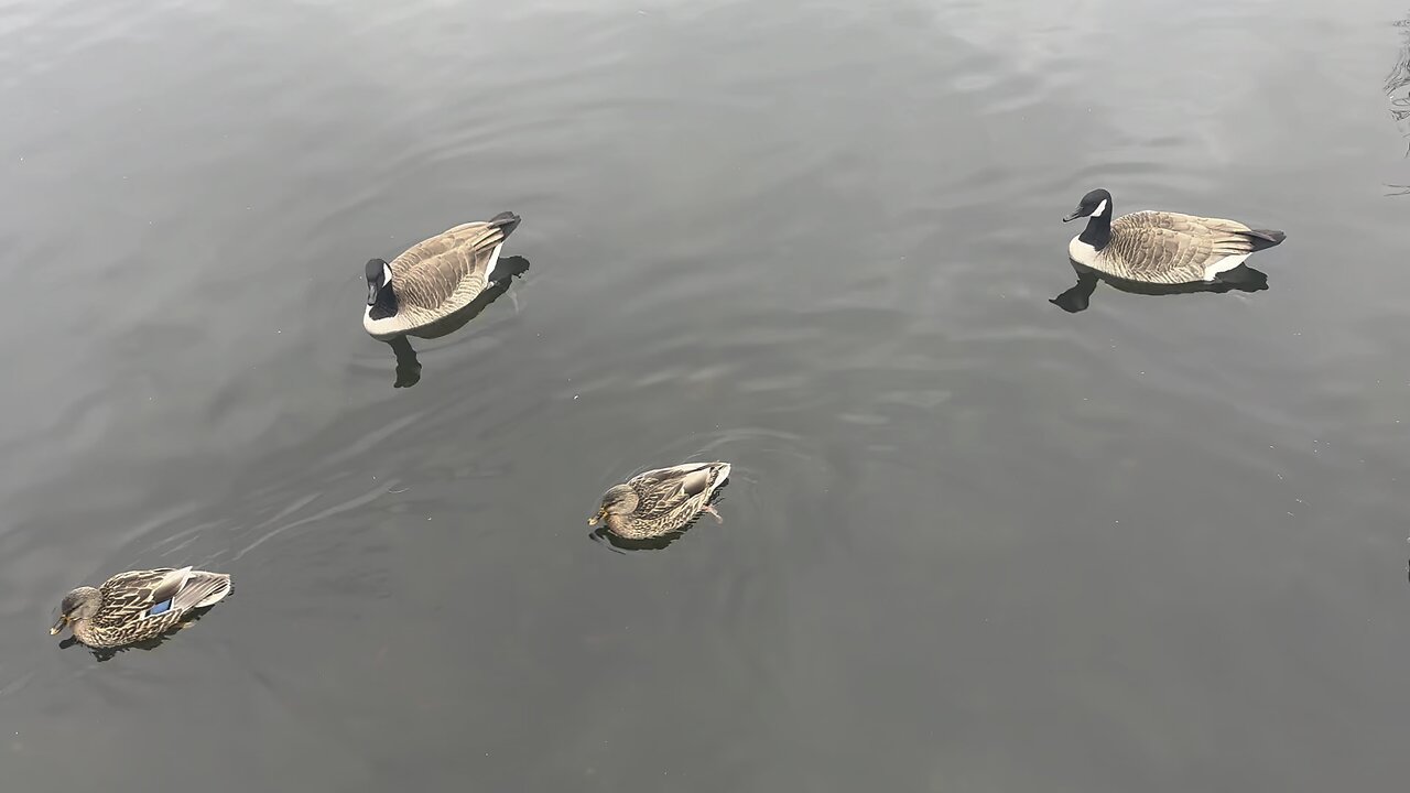 Winter walk at Milliken park Toronto Canad.All seasonal leaves have gone.