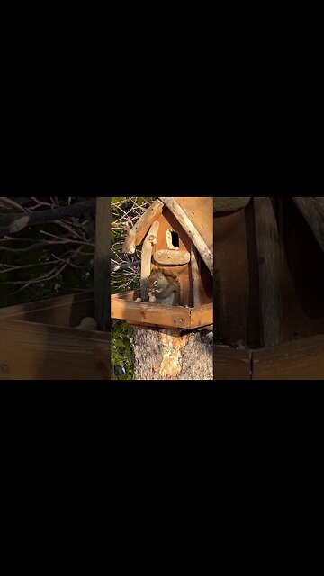 A Squirrel Cracking Open a Peanut 🐿️