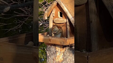 A Squirrel Cracking Open a Peanut 🐿️