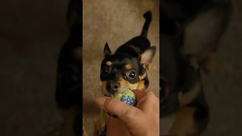 play play play