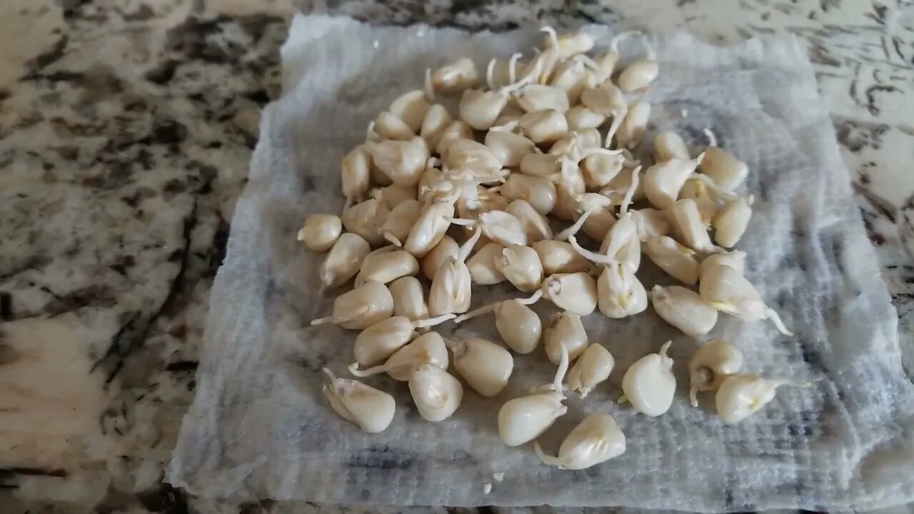 Growing sweet corn for baby corn