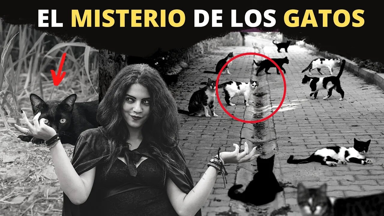 El misterio de los GATOS y su Poder oculto