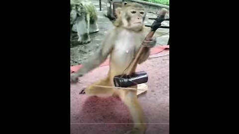 Pets fascinated by monkey music