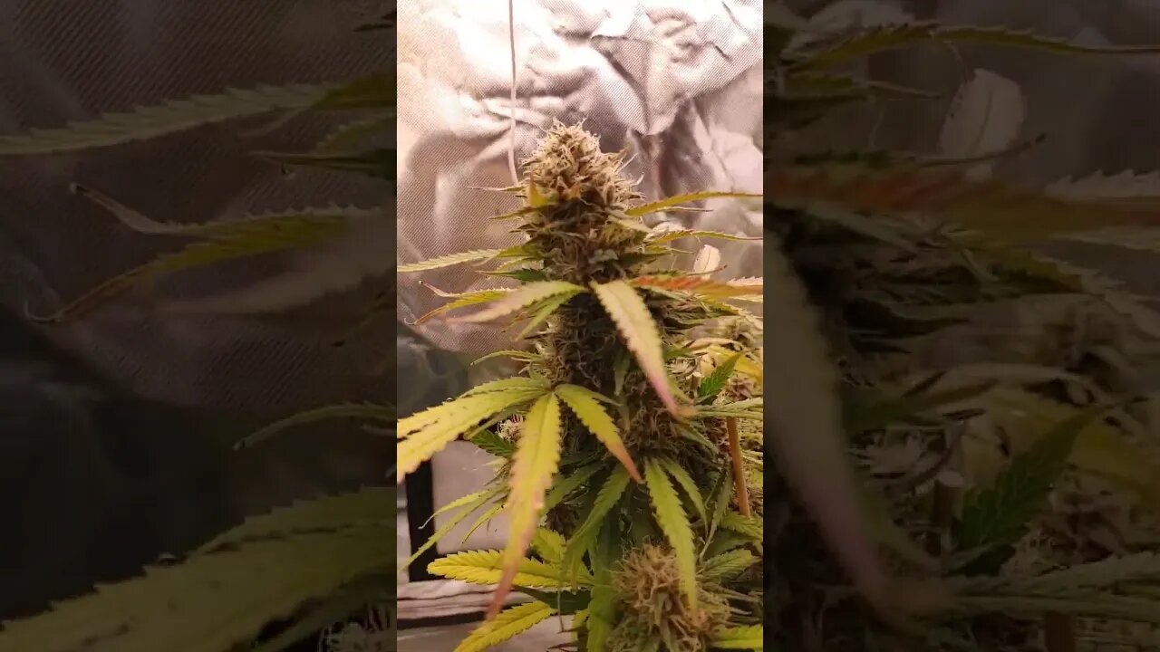 runtz autoflower feminized week 6 day 5 I'd like to give you my salute grow Canada y'all and thanks