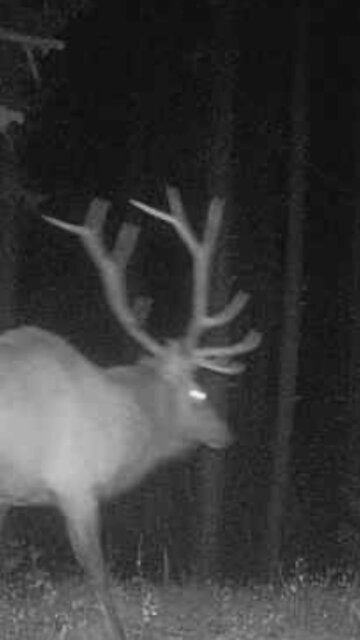 Leroy the Nocturnal Elk! He is a public land ninja! #elk #reels #wildlife #nature #reels