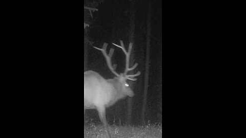 Leroy the Nocturnal Elk! He is a public land ninja! #elk #reels #wildlife #nature #reels