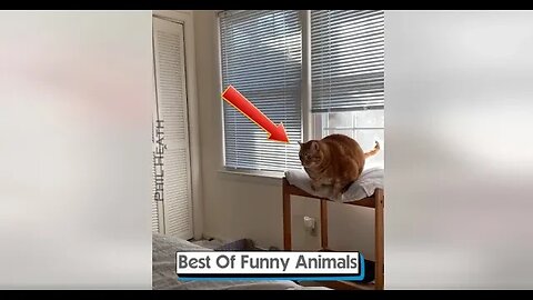 Best Of Funny Animals