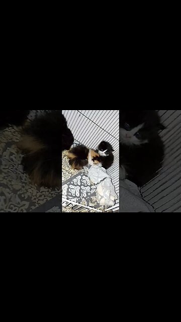 4 cute kitten's For Sale #cutecat #kittensforsale #location #multan