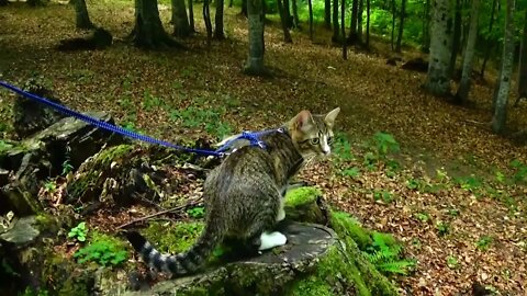 A Cat Inspects a Log