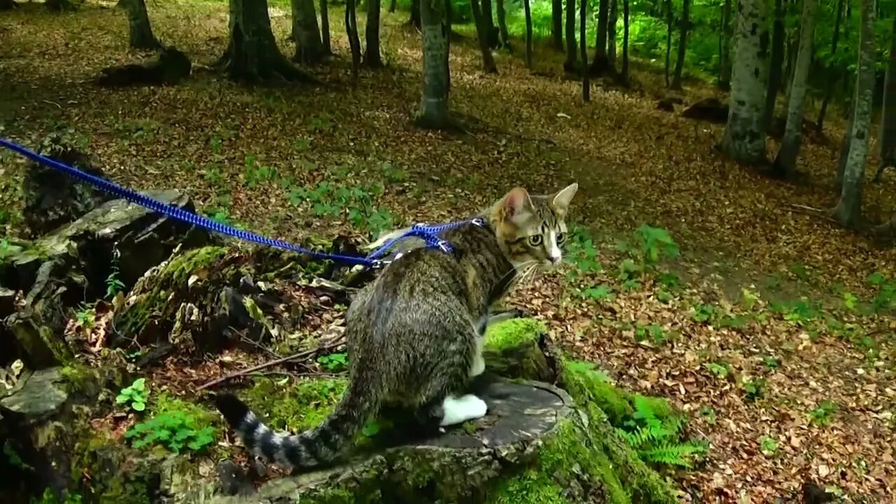 A Cat Inspects a Log