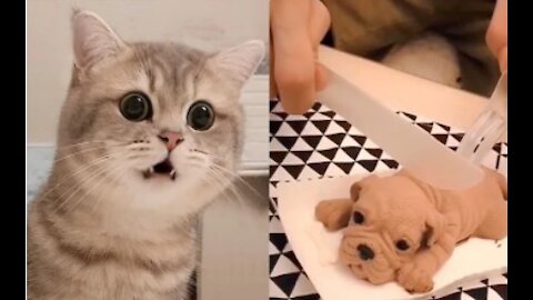 Cat Reaction to Cutting Cake - Funny Dog Cake Reaction Compilation