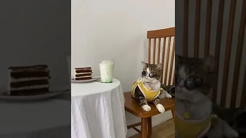 Cat sit on chair to do breakfast #petvideos #funnyvideo