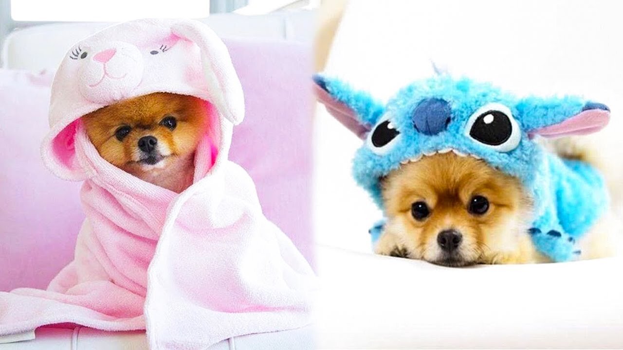 Baby Dogs Cute and Funny Dog Videos Compilation 7