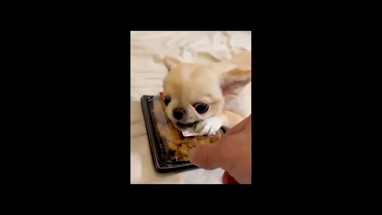 Funny Animals
