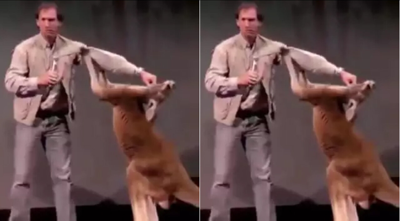 Real boxing kangaroo funny