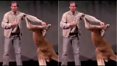 Real boxing kangaroo funny