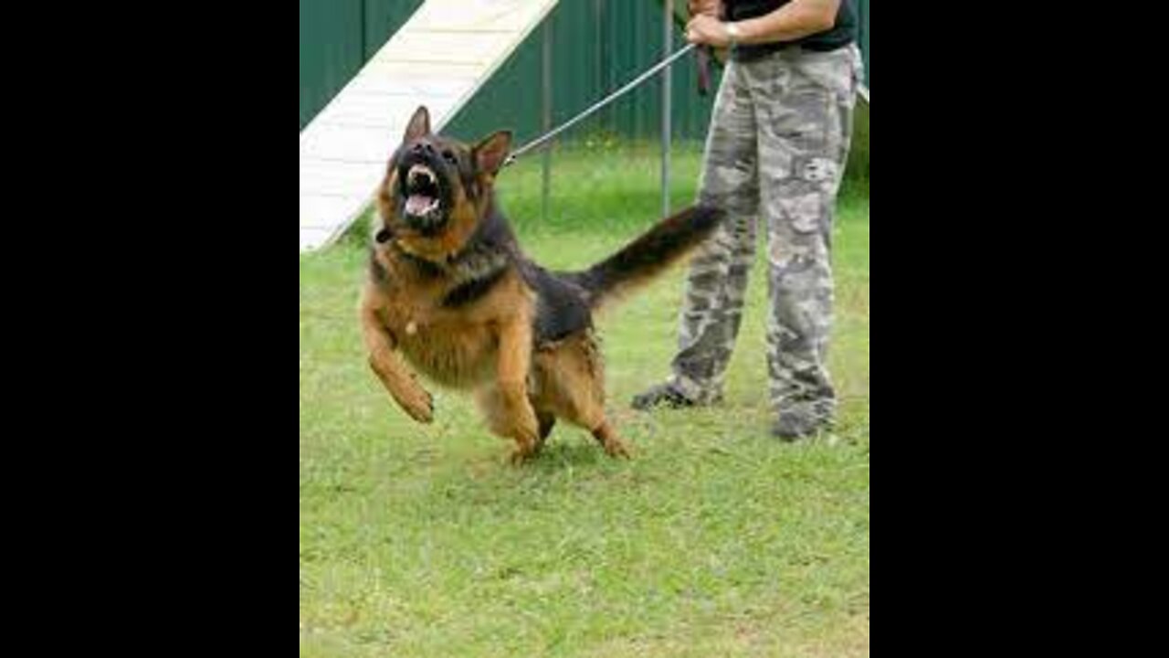 Guard Dog Training Step by Step!