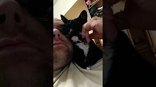 shoulder kitty #shortsfeed #kittycat #shortsvideo #kitty #youtubeshorts #cutekitty #catshorts