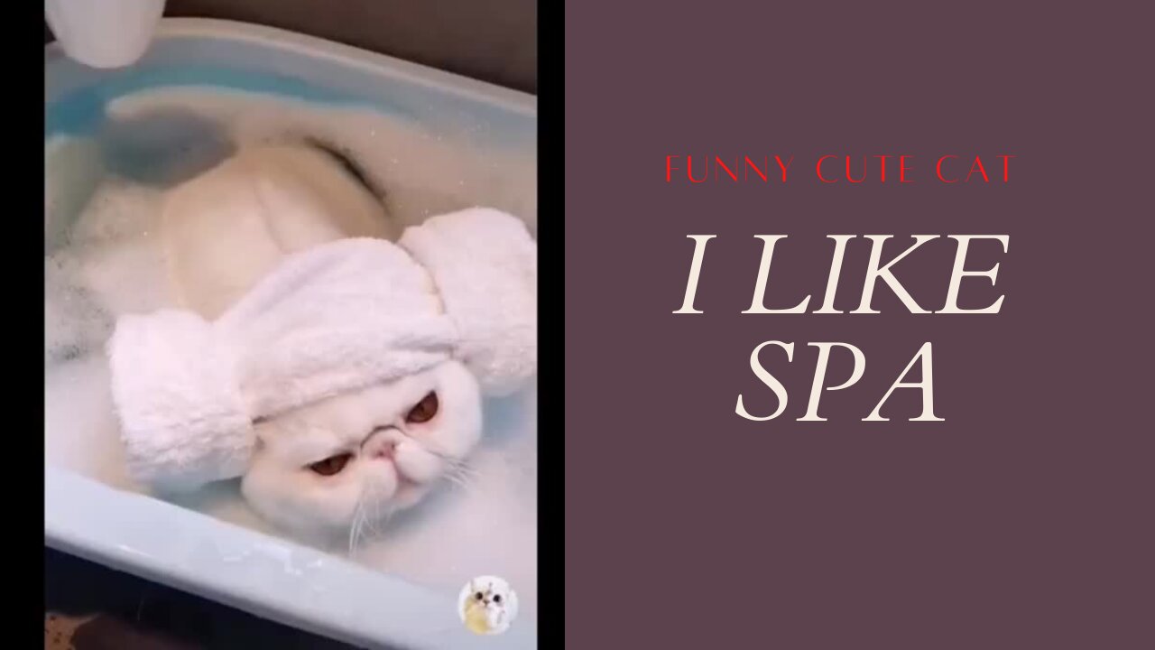 FUNNY CUTE CAT SPA