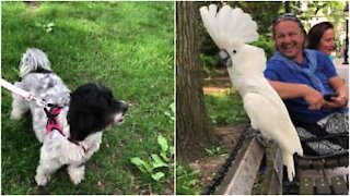 Incredibile: questo cacatua abbaia come un vero cane!