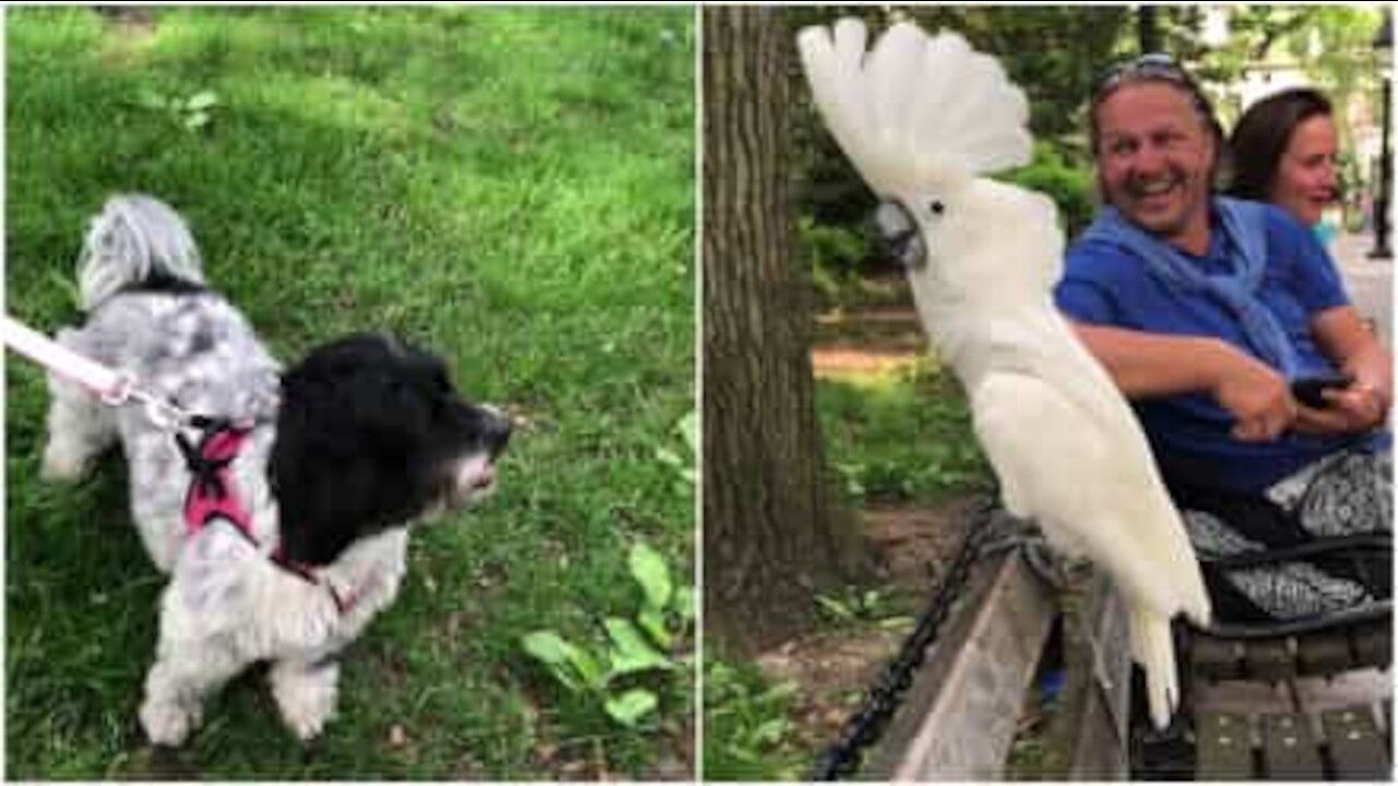 Incredibile: questo cacatua abbaia come un vero cane!