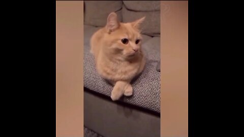 Satisfying video ! Cat video 2022