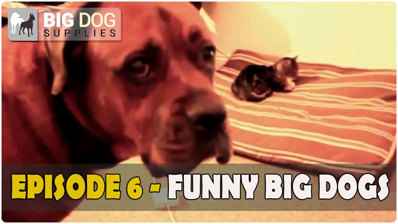 Funny and Cute Big Dogs Video