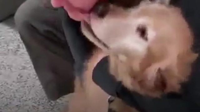 Military Pet Reunions Are The Best