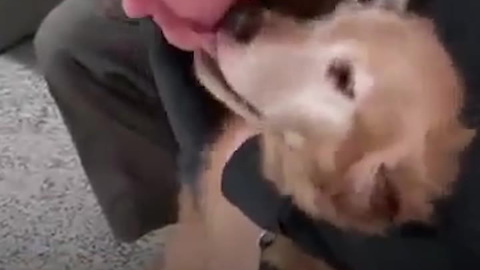 Military Pet Reunions Are The Best