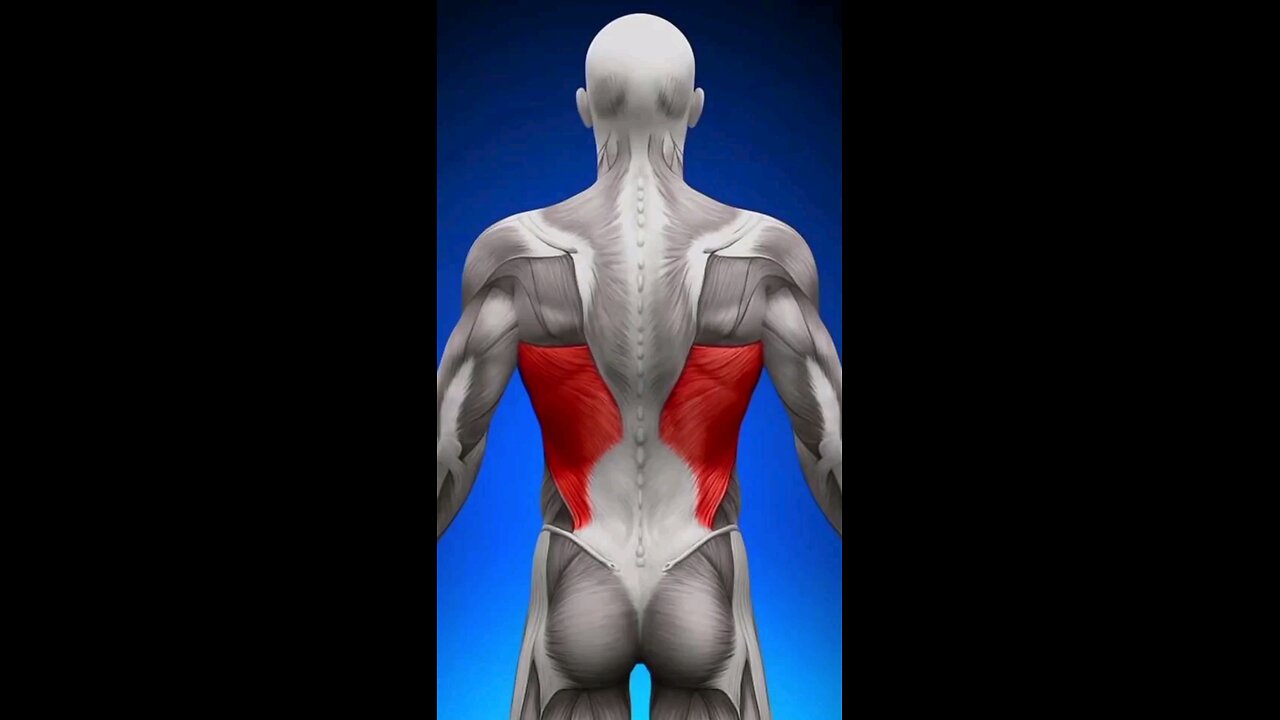back lats workout