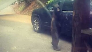 Urso pardo tenta entrar em carro no Tennesse