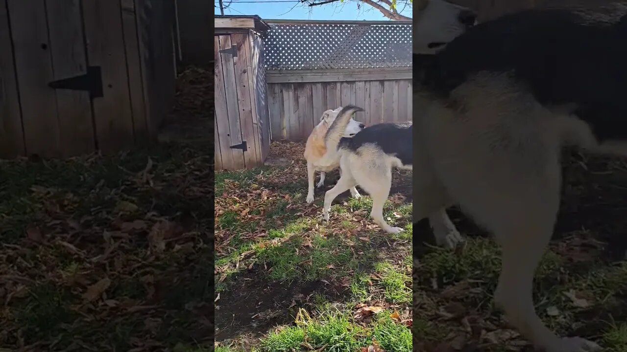 Maples Floof Smack #shorts #dogmeme #doggo