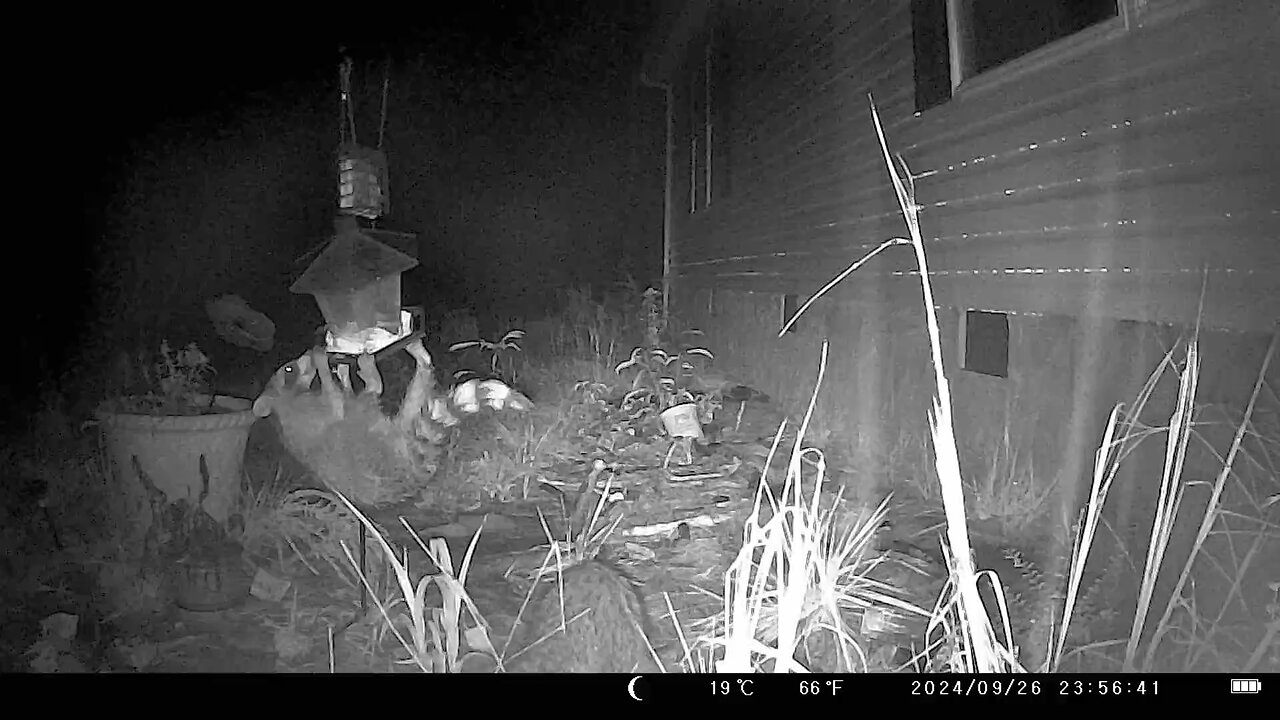 Raccoon Hanging From Bird Feeder (Trail Cam)