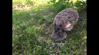 Hedgehog mom and son