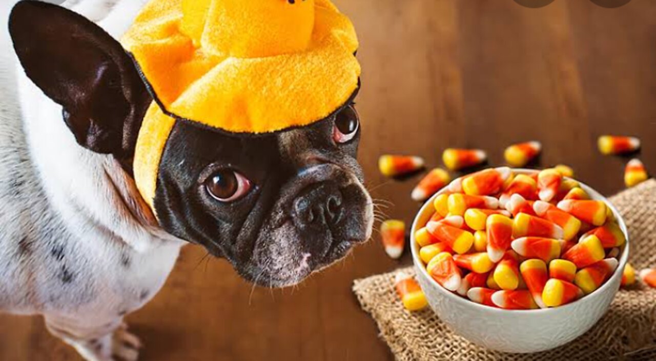 Normal Things You Didn't Realize Can Kill Your Dog