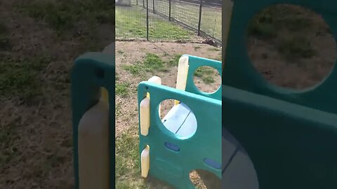 LonelyCreek Finny litter coming outside