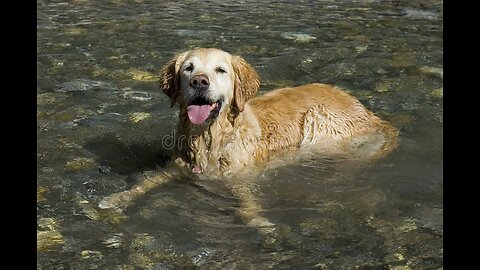 Watch Dogs 🐶 Drinking Water 💦 in Slow Motion!