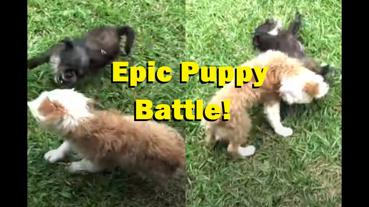 Epic Puppy Battle!