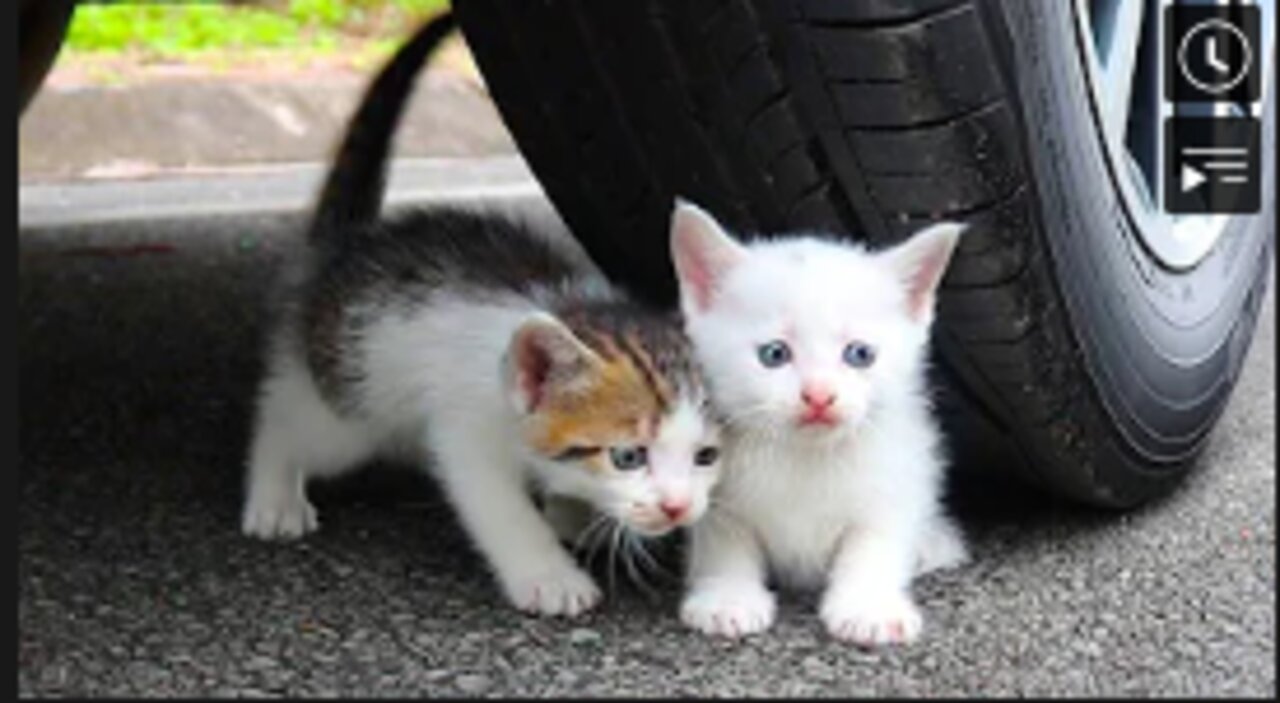 Experiment car vs baby cats/kitten , car vs toys, crushing crunchy and soft things by car vs kitty