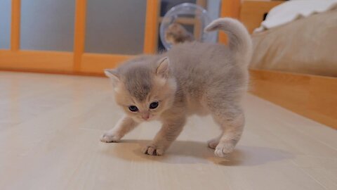 The kitten who learned to get angry was too cute [5 weeks old]