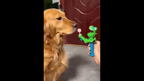 🦖🐉🐉🐍funny animal🐉🦖viral