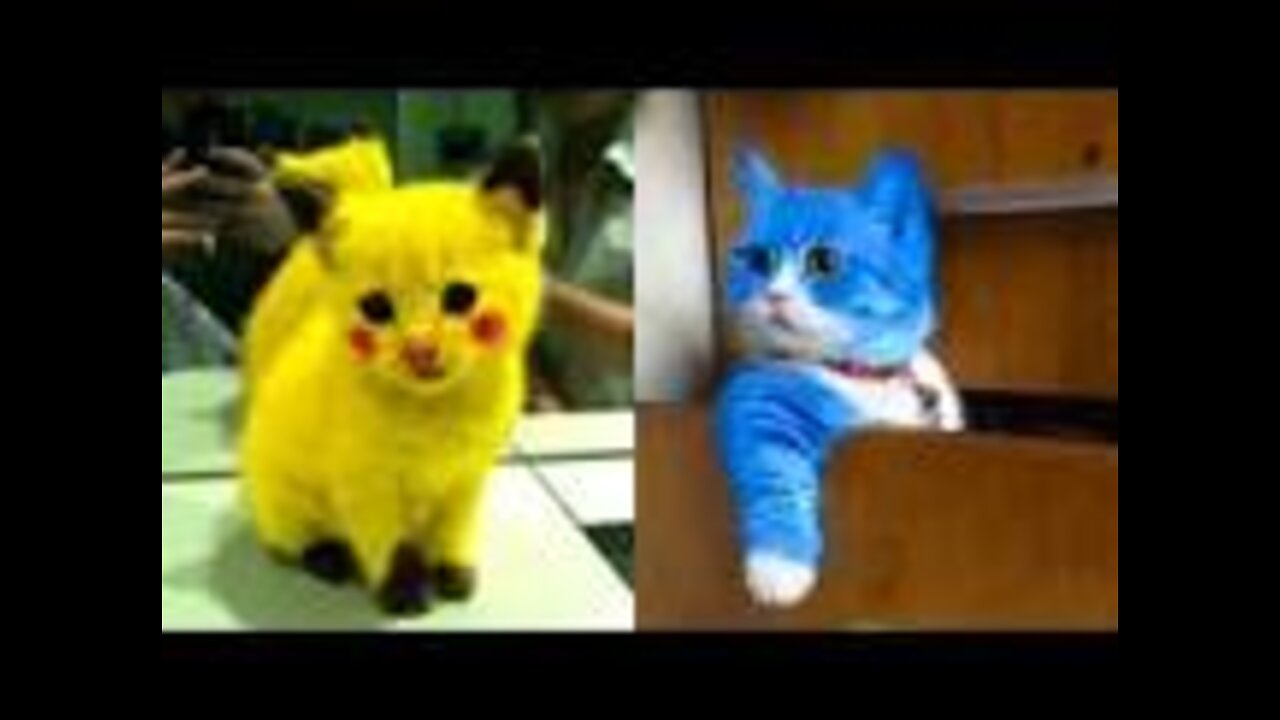 Cute cats Funny cats2022