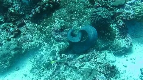 MORAY EEL👀AND OCTOPUS🐙FIGHT🔥