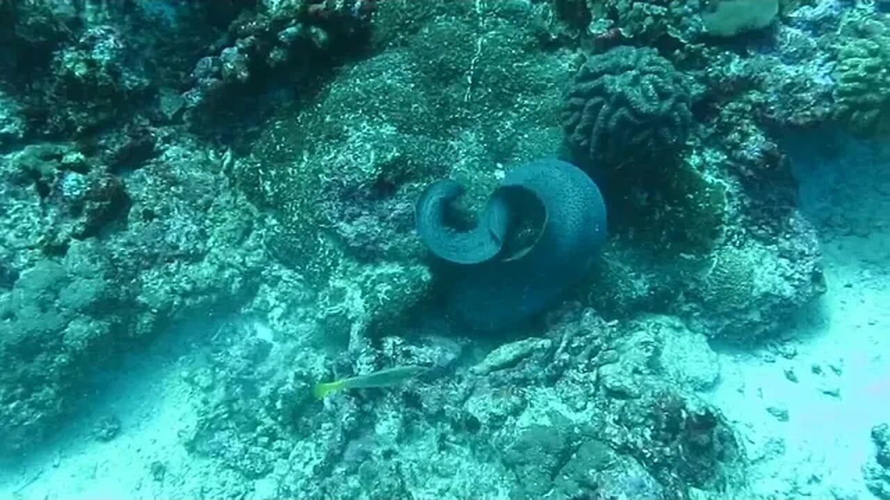 MORAY EEL👀AND OCTOPUS🐙FIGHT🔥