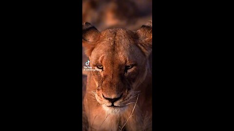 The pride (Lioness)