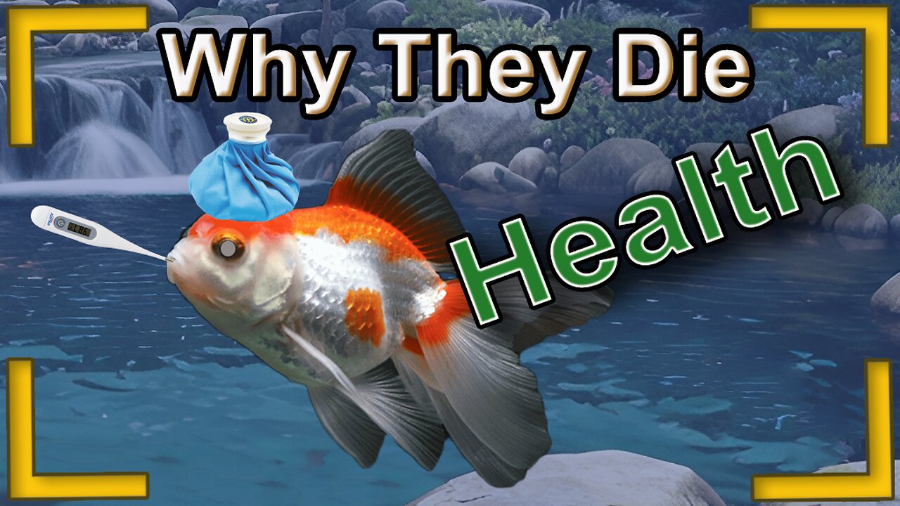 goldfish health issues