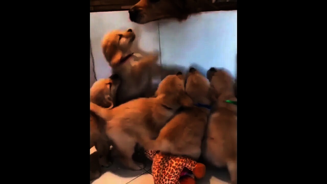 cute golden retriever puppies🐶||#shorts