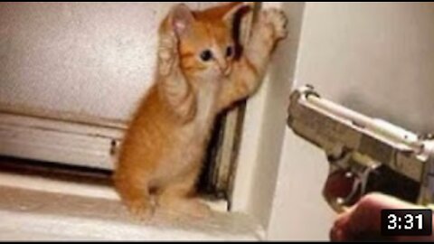 Oooops So Cute Cats Best Funny Cat Videos 2021