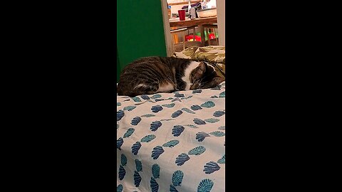 Napping cat