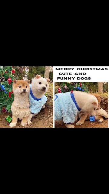 Merry christmas cute and funny dogs|cute animal videos|funny animals|Susan bro|#shorts